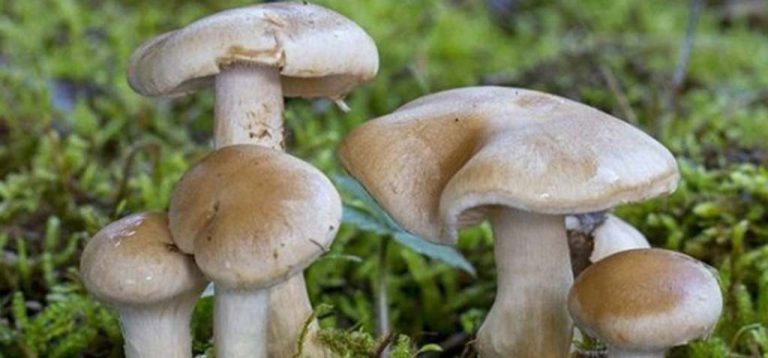1767678929_chyau-1200x560-1