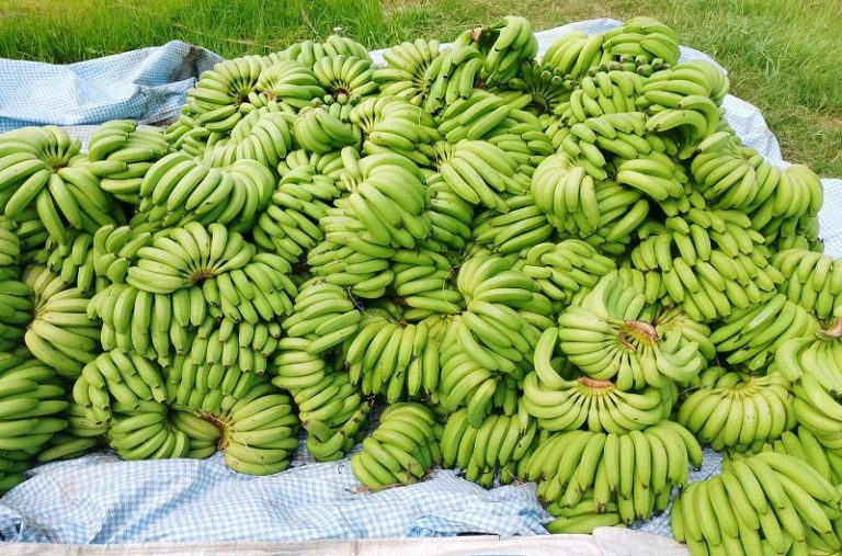 Banana_sHXV7a6TEF