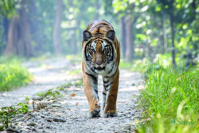 tiger-pic-by-dipak-rajbansi-1741851566