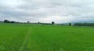 dhan_ropai_kZz0vTsbPL