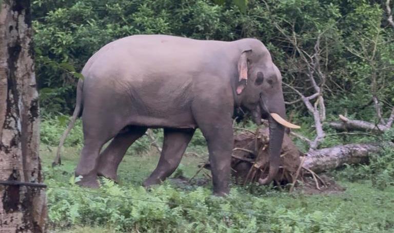 elephant-1785899344