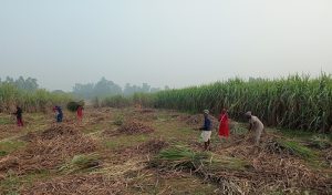 sugarcane_crops_ukhu_kheti_YqfprQQJFD