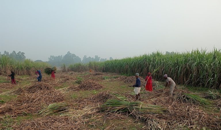 sugarcane_crops_ukhu_kheti_YqfprQQJFD