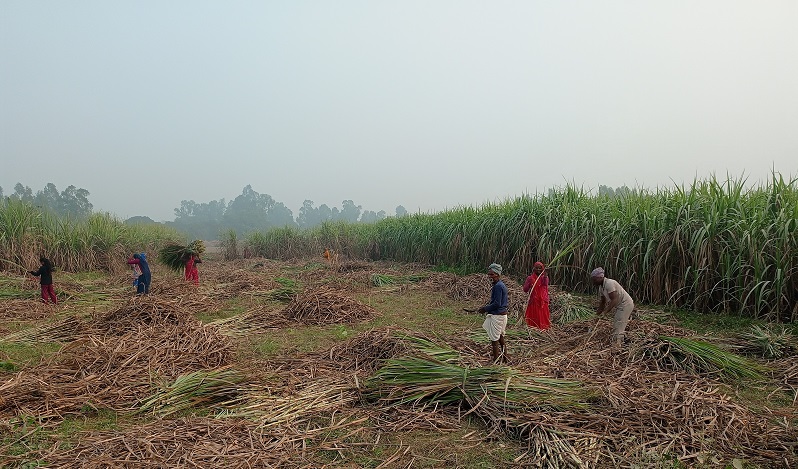 sugarcane_crops_ukhu_kheti_YqfprQQJFD