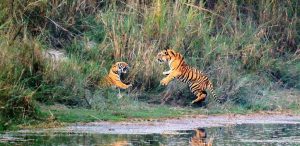tiger (1)