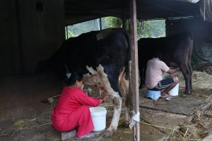 buffalo-farming-1789960254